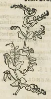 An illustration from Botanicon, continens herbarum, aliorumque simplicium, quorum usus in medicinis est, descriptiones et iconas ad vivum effigiatas : ex praecipuis tam Grecis quam Latinis Authoribus jam recens concinnatum ; Additis etiam, quae Neotericorum obseruationes & experientiae uel comprobarunt denuo, uel nuper inuenerunt/ Avt. Theodorico Dorstenio Medico. (1540)