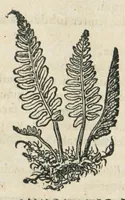 An illustration from Botanicon, continens herbarum, aliorumque simplicium, quorum usus in medicinis est, descriptiones et iconas ad vivum effigiatas : ex praecipuis tam Grecis quam Latinis Authoribus jam recens concinnatum ; Additis etiam, quae Neotericorum obseruationes & experientiae uel comprobarunt denuo, uel nuper inuenerunt/ Avt. Theodorico Dorstenio Medico. (1540)
