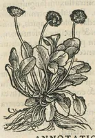 An illustration from Botanicon, continens herbarum, aliorumque simplicium, quorum usus in medicinis est, descriptiones et iconas ad vivum effigiatas : ex praecipuis tam Grecis quam Latinis Authoribus jam recens concinnatum ; Additis etiam, quae Neotericorum obseruationes & experientiae uel comprobarunt denuo, uel nuper inuenerunt/ Avt. Theodorico Dorstenio Medico. (1540)