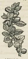 An illustration from Botanicon, continens herbarum, aliorumque simplicium, quorum usus in medicinis est, descriptiones et iconas ad vivum effigiatas : ex praecipuis tam Grecis quam Latinis Authoribus jam recens concinnatum ; Additis etiam, quae Neotericorum obseruationes & experientiae uel comprobarunt denuo, uel nuper inuenerunt/ Avt. Theodorico Dorstenio Medico. (1540)