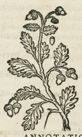 Picture 62 of 75 from Botanicon, continens herbarum, aliorumque simplicium, quorum usus in medicinis est, descriptiones et iconas ad vivum effigiatas : ex praecipuis tam Grecis quam Latinis Authoribus jam recens concinnatum ; Additis etiam, quae Neotericorum obseruationes & experientiae uel comprobarunt denuo, uel nuper inuenerunt/ Avt. Theodorico Dorstenio Medico. (1540), leaf 507