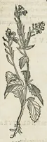 An illustration from Botanicon, continens herbarum, aliorumque simplicium, quorum usus in medicinis est, descriptiones et iconas ad vivum effigiatas : ex praecipuis tam Grecis quam Latinis Authoribus jam recens concinnatum ; Additis etiam, quae Neotericorum obseruationes & experientiae uel comprobarunt denuo, uel nuper inuenerunt/ Avt. Theodorico Dorstenio Medico. (1540)