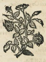 An illustration from Botanicon, continens herbarum, aliorumque simplicium, quorum usus in medicinis est, descriptiones et iconas ad vivum effigiatas : ex praecipuis tam Grecis quam Latinis Authoribus jam recens concinnatum ; Additis etiam, quae Neotericorum obseruationes & experientiae uel comprobarunt denuo, uel nuper inuenerunt/ Avt. Theodorico Dorstenio Medico. (1540)