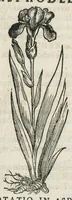 An illustration from Botanicon, continens herbarum, aliorumque simplicium, quorum usus in medicinis est, descriptiones et iconas ad vivum effigiatas : ex praecipuis tam Grecis quam Latinis Authoribus jam recens concinnatum ; Additis etiam, quae Neotericorum obseruationes & experientiae uel comprobarunt denuo, uel nuper inuenerunt/ Avt. Theodorico Dorstenio Medico. (1540)
