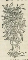An illustration from Botanicon, continens herbarum, aliorumque simplicium, quorum usus in medicinis est, descriptiones et iconas ad vivum effigiatas : ex praecipuis tam Grecis quam Latinis Authoribus jam recens concinnatum ; Additis etiam, quae Neotericorum obseruationes & experientiae uel comprobarunt denuo, uel nuper inuenerunt/ Avt. Theodorico Dorstenio Medico. (1540)