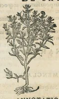 An illustration from Botanicon, continens herbarum, aliorumque simplicium, quorum usus in medicinis est, descriptiones et iconas ad vivum effigiatas : ex praecipuis tam Grecis quam Latinis Authoribus jam recens concinnatum ; Additis etiam, quae Neotericorum obseruationes & experientiae uel comprobarunt denuo, uel nuper inuenerunt/ Avt. Theodorico Dorstenio Medico. (1540)