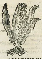An illustration from Botanicon, continens herbarum, aliorumque simplicium, quorum usus in medicinis est, descriptiones et iconas ad vivum effigiatas : ex praecipuis tam Grecis quam Latinis Authoribus jam recens concinnatum ; Additis etiam, quae Neotericorum obseruationes & experientiae uel comprobarunt denuo, uel nuper inuenerunt/ Avt. Theodorico Dorstenio Medico. (1540)