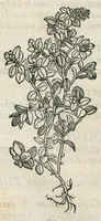 An illustration from Botanicon, continens herbarum, aliorumque simplicium, quorum usus in medicinis est, descriptiones et iconas ad vivum effigiatas : ex praecipuis tam Grecis quam Latinis Authoribus jam recens concinnatum ; Additis etiam, quae Neotericorum obseruationes & experientiae uel comprobarunt denuo, uel nuper inuenerunt/ Avt. Theodorico Dorstenio Medico. (1540)