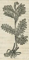 An illustration from Botanicon, continens herbarum, aliorumque simplicium, quorum usus in medicinis est, descriptiones et iconas ad vivum effigiatas : ex praecipuis tam Grecis quam Latinis Authoribus jam recens concinnatum ; Additis etiam, quae Neotericorum obseruationes & experientiae uel comprobarunt denuo, uel nuper inuenerunt/ Avt. Theodorico Dorstenio Medico. (1540)