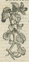 An illustration from Botanicon, continens herbarum, aliorumque simplicium, quorum usus in medicinis est, descriptiones et iconas ad vivum effigiatas : ex praecipuis tam Grecis quam Latinis Authoribus jam recens concinnatum ; Additis etiam, quae Neotericorum obseruationes & experientiae uel comprobarunt denuo, uel nuper inuenerunt/ Avt. Theodorico Dorstenio Medico. (1540)