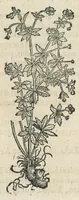 An illustration from Botanicon, continens herbarum, aliorumque simplicium, quorum usus in medicinis est, descriptiones et iconas ad vivum effigiatas : ex praecipuis tam Grecis quam Latinis Authoribus jam recens concinnatum ; Additis etiam, quae Neotericorum obseruationes & experientiae uel comprobarunt denuo, uel nuper inuenerunt/ Avt. Theodorico Dorstenio Medico. (1540)