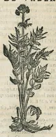 An illustration from Botanicon, continens herbarum, aliorumque simplicium, quorum usus in medicinis est, descriptiones et iconas ad vivum effigiatas : ex praecipuis tam Grecis quam Latinis Authoribus jam recens concinnatum ; Additis etiam, quae Neotericorum obseruationes & experientiae uel comprobarunt denuo, uel nuper inuenerunt/ Avt. Theodorico Dorstenio Medico. (1540)
