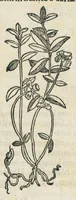 An illustration from Botanicon, continens herbarum, aliorumque simplicium, quorum usus in medicinis est, descriptiones et iconas ad vivum effigiatas : ex praecipuis tam Grecis quam Latinis Authoribus jam recens concinnatum ; Additis etiam, quae Neotericorum obseruationes & experientiae uel comprobarunt denuo, uel nuper inuenerunt/ Avt. Theodorico Dorstenio Medico. (1540)