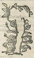 An illustration from Botanicon, continens herbarum, aliorumque simplicium, quorum usus in medicinis est, descriptiones et iconas ad vivum effigiatas : ex praecipuis tam Grecis quam Latinis Authoribus jam recens concinnatum ; Additis etiam, quae Neotericorum obseruationes & experientiae uel comprobarunt denuo, uel nuper inuenerunt/ Avt. Theodorico Dorstenio Medico. (1540)