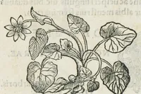 Picture 74 of 75 from Botanicon, continens herbarum, aliorumque simplicium, quorum usus in medicinis est, descriptiones et iconas ad vivum effigiatas : ex praecipuis tam Grecis quam Latinis Authoribus jam recens concinnatum ; Additis etiam, quae Neotericorum obseruationes & experientiae uel comprobarunt denuo, uel nuper inuenerunt/ Avt. Theodorico Dorstenio Medico. (1540), leaf 630