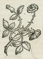 An illustration from Botanicon, continens herbarum, aliorumque simplicium, quorum usus in medicinis est, descriptiones et iconas ad vivum effigiatas : ex praecipuis tam Grecis quam Latinis Authoribus jam recens concinnatum ; Additis etiam, quae Neotericorum obseruationes & experientiae uel comprobarunt denuo, uel nuper inuenerunt/ Avt. Theodorico Dorstenio Medico. (1540)