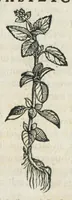 Picture 10 of 75 from Botanicon, continens herbarum, aliorumque simplicium, quorum usus in medicinis est, descriptiones et iconas ad vivum effigiatas : ex praecipuis tam Grecis quam Latinis Authoribus jam recens concinnatum ; Additis etiam, quae Neotericorum obseruationes & experientiae uel comprobarunt denuo, uel nuper inuenerunt/ Avt. Theodorico Dorstenio Medico. (1540), leaf 97