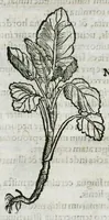 An illustration from Botanicon, continens herbarum, aliorumque simplicium, quorum usus in medicinis est, descriptiones et iconas ad vivum effigiatas : ex praecipuis tam Grecis quam Latinis Authoribus jam recens concinnatum ; Additis etiam, quae Neotericorum obseruationes & experientiae uel comprobarunt denuo, uel nuper inuenerunt/ Avt. Theodorico Dorstenio Medico (1540)