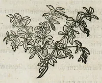 An illustration from Botanicon, continens herbarum, aliorumque simplicium, quorum usus in medicinis est, descriptiones et iconas ad vivum effigiatas : ex praecipuis tam Grecis quam Latinis Authoribus jam recens concinnatum ; Additis etiam, quae Neotericorum obseruationes & experientiae uel comprobarunt denuo, uel nuper inuenerunt/ Avt. Theodorico Dorstenio Medico (1540)
