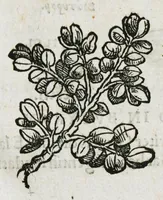 An illustration from Botanicon, continens herbarum, aliorumque simplicium, quorum usus in medicinis est, descriptiones et iconas ad vivum effigiatas : ex praecipuis tam Grecis quam Latinis Authoribus jam recens concinnatum ; Additis etiam, quae Neotericorum obseruationes & experientiae uel comprobarunt denuo, uel nuper inuenerunt/ Avt. Theodorico Dorstenio Medico (1540)