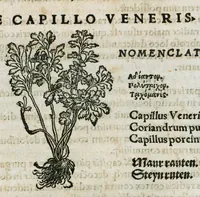 Picture 17 of 76 from Botanicon, continens herbarum, aliorumque simplicium, quorum usus in medicinis est, descriptiones et iconas ad vivum effigiatas : ex praecipuis tam Grecis quam Latinis Authoribus jam recens concinnatum ; Additis etiam, quae Neotericorum obseruationes & experientiae uel comprobarunt denuo, uel nuper inuenerunt/ Avt. Theodorico Dorstenio Medico (1540), leaf 134
