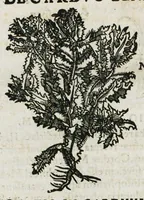 An illustration from Botanicon, continens herbarum, aliorumque simplicium, quorum usus in medicinis est, descriptiones et iconas ad vivum effigiatas : ex praecipuis tam Grecis quam Latinis Authoribus jam recens concinnatum ; Additis etiam, quae Neotericorum obseruationes & experientiae uel comprobarunt denuo, uel nuper inuenerunt/ Avt. Theodorico Dorstenio Medico (1540)