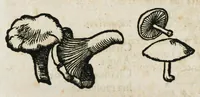 An illustration from Botanicon, continens herbarum, aliorumque simplicium, quorum usus in medicinis est, descriptiones et iconas ad vivum effigiatas : ex praecipuis tam Grecis quam Latinis Authoribus jam recens concinnatum ; Additis etiam, quae Neotericorum obseruationes & experientiae uel comprobarunt denuo, uel nuper inuenerunt/ Avt. Theodorico Dorstenio Medico (1540)