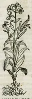 An illustration from Botanicon, continens herbarum, aliorumque simplicium, quorum usus in medicinis est, descriptiones et iconas ad vivum effigiatas : ex praecipuis tam Grecis quam Latinis Authoribus jam recens concinnatum ; Additis etiam, quae Neotericorum obseruationes & experientiae uel comprobarunt denuo, uel nuper inuenerunt/ Avt. Theodorico Dorstenio Medico (1540)