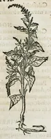 An illustration from Botanicon, continens herbarum, aliorumque simplicium, quorum usus in medicinis est, descriptiones et iconas ad vivum effigiatas : ex praecipuis tam Grecis quam Latinis Authoribus jam recens concinnatum ; Additis etiam, quae Neotericorum obseruationes & experientiae uel comprobarunt denuo, uel nuper inuenerunt/ Avt. Theodorico Dorstenio Medico (1540)
