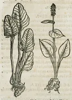 An illustration from Botanicon, continens herbarum, aliorumque simplicium, quorum usus in medicinis est, descriptiones et iconas ad vivum effigiatas : ex praecipuis tam Grecis quam Latinis Authoribus jam recens concinnatum ; Additis etiam, quae Neotericorum obseruationes & experientiae uel comprobarunt denuo, uel nuper inuenerunt/ Avt. Theodorico Dorstenio Medico (1540)