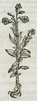 An illustration from Botanicon, continens herbarum, aliorumque simplicium, quorum usus in medicinis est, descriptiones et iconas ad vivum effigiatas : ex praecipuis tam Grecis quam Latinis Authoribus jam recens concinnatum ; Additis etiam, quae Neotericorum obseruationes & experientiae uel comprobarunt denuo, uel nuper inuenerunt/ Avt. Theodorico Dorstenio Medico (1540)
