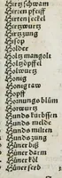 An illustration from Botanicon, continens herbarum, aliorumque simplicium, quorum usus in medicinis est, descriptiones et iconas ad vivum effigiatas : ex praecipuis tam Grecis quam Latinis Authoribus jam recens concinnatum ; Additis etiam, quae Neotericorum obseruationes & experientiae uel comprobarunt denuo, uel nuper inuenerunt/ Avt. Theodorico Dorstenio Medico (1540)