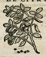 An illustration from Botanicon, continens herbarum, aliorumque simplicium, quorum usus in medicinis est, descriptiones et iconas ad vivum effigiatas : ex praecipuis tam Grecis quam Latinis Authoribus jam recens concinnatum ; Additis etiam, quae Neotericorum obseruationes & experientiae uel comprobarunt denuo, uel nuper inuenerunt/ Avt. Theodorico Dorstenio Medico (1540)