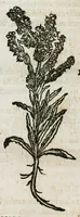 An illustration from Botanicon, continens herbarum, aliorumque simplicium, quorum usus in medicinis est, descriptiones et iconas ad vivum effigiatas : ex praecipuis tam Grecis quam Latinis Authoribus jam recens concinnatum ; Additis etiam, quae Neotericorum obseruationes & experientiae uel comprobarunt denuo, uel nuper inuenerunt/ Avt. Theodorico Dorstenio Medico (1540)