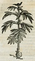 An illustration from Botanicon, continens herbarum, aliorumque simplicium, quorum usus in medicinis est, descriptiones et iconas ad vivum effigiatas : ex praecipuis tam Grecis quam Latinis Authoribus jam recens concinnatum ; Additis etiam, quae Neotericorum obseruationes & experientiae uel comprobarunt denuo, uel nuper inuenerunt/ Avt. Theodorico Dorstenio Medico (1540)