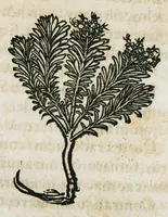 An illustration from Botanicon, continens herbarum, aliorumque simplicium, quorum usus in medicinis est, descriptiones et iconas ad vivum effigiatas : ex praecipuis tam Grecis quam Latinis Authoribus jam recens concinnatum ; Additis etiam, quae Neotericorum obseruationes & experientiae uel comprobarunt denuo, uel nuper inuenerunt/ Avt. Theodorico Dorstenio Medico (1540)