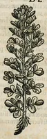 An illustration from Botanicon, continens herbarum, aliorumque simplicium, quorum usus in medicinis est, descriptiones et iconas ad vivum effigiatas : ex praecipuis tam Grecis quam Latinis Authoribus jam recens concinnatum ; Additis etiam, quae Neotericorum obseruationes & experientiae uel comprobarunt denuo, uel nuper inuenerunt/ Avt. Theodorico Dorstenio Medico (1540)
