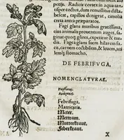 An illustration from Botanicon, continens herbarum, aliorumque simplicium, quorum usus in medicinis est, descriptiones et iconas ad vivum effigiatas : ex praecipuis tam Grecis quam Latinis Authoribus jam recens concinnatum ; Additis etiam, quae Neotericorum obseruationes & experientiae uel comprobarunt denuo, uel nuper inuenerunt/ Avt. Theodorico Dorstenio Medico (1540)