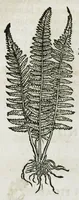 An illustration from Botanicon, continens herbarum, aliorumque simplicium, quorum usus in medicinis est, descriptiones et iconas ad vivum effigiatas : ex praecipuis tam Grecis quam Latinis Authoribus jam recens concinnatum ; Additis etiam, quae Neotericorum obseruationes & experientiae uel comprobarunt denuo, uel nuper inuenerunt/ Avt. Theodorico Dorstenio Medico (1540)