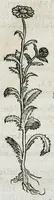 An illustration from Botanicon, continens herbarum, aliorumque simplicium, quorum usus in medicinis est, descriptiones et iconas ad vivum effigiatas : ex praecipuis tam Grecis quam Latinis Authoribus jam recens concinnatum ; Additis etiam, quae Neotericorum obseruationes & experientiae uel comprobarunt denuo, uel nuper inuenerunt/ Avt. Theodorico Dorstenio Medico (1540)