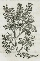 An illustration from Botanicon, continens herbarum, aliorumque simplicium, quorum usus in medicinis est, descriptiones et iconas ad vivum effigiatas : ex praecipuis tam Grecis quam Latinis Authoribus jam recens concinnatum ; Additis etiam, quae Neotericorum obseruationes & experientiae uel comprobarunt denuo, uel nuper inuenerunt/ Avt. Theodorico Dorstenio Medico (1540)