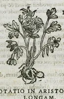Picture 3 of 76 from Botanicon, continens herbarum, aliorumque simplicium, quorum usus in medicinis est, descriptiones et iconas ad vivum effigiatas : ex praecipuis tam Grecis quam Latinis Authoribus jam recens concinnatum ; Additis etiam, quae Neotericorum obseruationes & experientiae uel comprobarunt denuo, uel nuper inuenerunt/ Avt. Theodorico Dorstenio Medico (1540), leaf 28