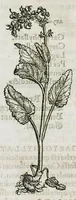 An illustration from Botanicon, continens herbarum, aliorumque simplicium, quorum usus in medicinis est, descriptiones et iconas ad vivum effigiatas : ex praecipuis tam Grecis quam Latinis Authoribus jam recens concinnatum ; Additis etiam, quae Neotericorum obseruationes & experientiae uel comprobarunt denuo, uel nuper inuenerunt/ Avt. Theodorico Dorstenio Medico (1540)