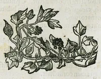 An illustration from Botanicon, continens herbarum, aliorumque simplicium, quorum usus in medicinis est, descriptiones et iconas ad vivum effigiatas : ex praecipuis tam Grecis quam Latinis Authoribus jam recens concinnatum ; Additis etiam, quae Neotericorum obseruationes & experientiae uel comprobarunt denuo, uel nuper inuenerunt/ Avt. Theodorico Dorstenio Medico (1540)