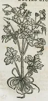 An illustration from Botanicon, continens herbarum, aliorumque simplicium, quorum usus in medicinis est, descriptiones et iconas ad vivum effigiatas : ex praecipuis tam Grecis quam Latinis Authoribus jam recens concinnatum ; Additis etiam, quae Neotericorum obseruationes & experientiae uel comprobarunt denuo, uel nuper inuenerunt/ Avt. Theodorico Dorstenio Medico (1540)