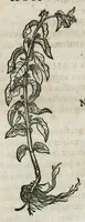 An illustration from Botanicon, continens herbarum, aliorumque simplicium, quorum usus in medicinis est, descriptiones et iconas ad vivum effigiatas : ex praecipuis tam Grecis quam Latinis Authoribus jam recens concinnatum ; Additis etiam, quae Neotericorum obseruationes & experientiae uel comprobarunt denuo, uel nuper inuenerunt/ Avt. Theodorico Dorstenio Medico (1540)