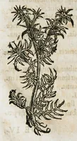 An illustration from Botanicon, continens herbarum, aliorumque simplicium, quorum usus in medicinis est, descriptiones et iconas ad vivum effigiatas : ex praecipuis tam Grecis quam Latinis Authoribus jam recens concinnatum ; Additis etiam, quae Neotericorum obseruationes & experientiae uel comprobarunt denuo, uel nuper inuenerunt/ Avt. Theodorico Dorstenio Medico (1540)