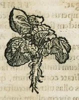 An illustration from Botanicon, continens herbarum, aliorumque simplicium, quorum usus in medicinis est, descriptiones et iconas ad vivum effigiatas : ex praecipuis tam Grecis quam Latinis Authoribus jam recens concinnatum ; Additis etiam, quae Neotericorum obseruationes & experientiae uel comprobarunt denuo, uel nuper inuenerunt/ Avt. Theodorico Dorstenio Medico (1540)