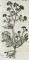 An illustration from Botanicon, continens herbarum, aliorumque simplicium, quorum usus in medicinis est, descriptiones et iconas ad vivum effigiatas : ex praecipuis tam Grecis quam Latinis Authoribus jam recens concinnatum ; Additis etiam, quae Neotericorum obseruationes & experientiae uel comprobarunt denuo, uel nuper inuenerunt/ Avt. Theodorico Dorstenio Medico (1540)