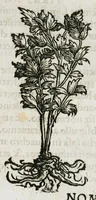 An illustration from Botanicon, continens herbarum, aliorumque simplicium, quorum usus in medicinis est, descriptiones et iconas ad vivum effigiatas : ex praecipuis tam Grecis quam Latinis Authoribus jam recens concinnatum ; Additis etiam, quae Neotericorum obseruationes & experientiae uel comprobarunt denuo, uel nuper inuenerunt/ Avt. Theodorico Dorstenio Medico (1540)